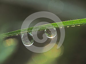 Morning dews on the bush