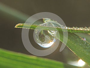 Morning dews on the bush