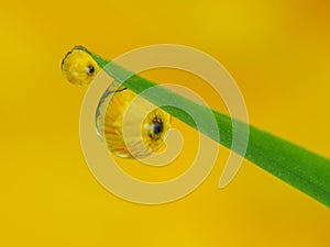 Morning dews on the grass with flower reflection