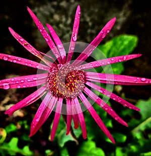 Morning dews on Pink Zebra