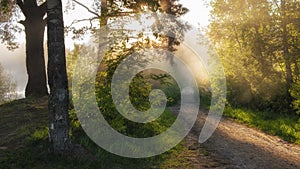 Morning dirt road through the summer forest covered in fog and sun rays, beautiful summer landscape