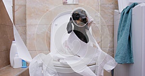 Morning dog puppy in nightcap sits on toilet seat wrapped in toilet paper prank