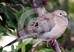 Morning Dove