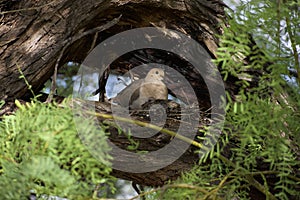 Morning Dove with Chick in Tree With Overhead Cover