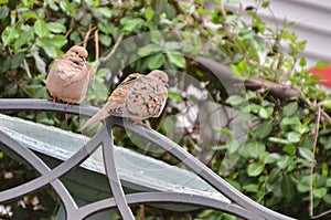 Morning dove couple