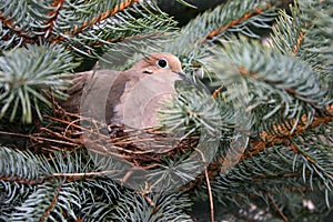 Morning Dove On Nest