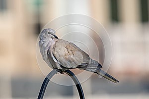 Morning dove in a peaceful urban setting