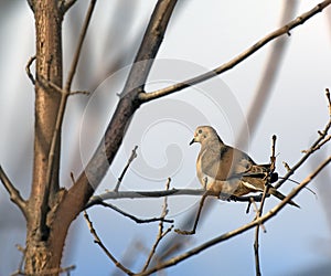 Morning dove sitting on a branch