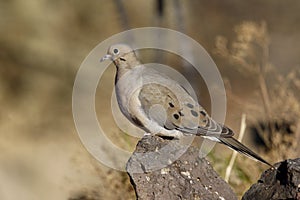 Morning dove, Zenaida macroura, photo