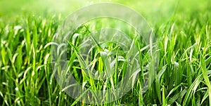 Morning drops dew on grass in field