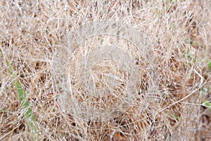 Morning drops of dew