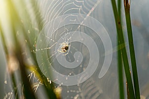 Morning drops of dew in a spider web