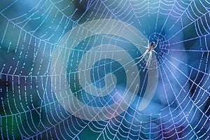 Morning drops of dew in a spider web. Cobweb in dew drops. Beautiful colors in macro nature