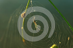 Morning drops of dew in a spider web.