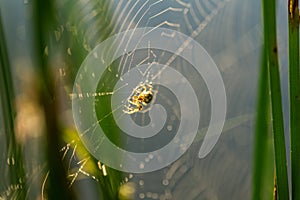 Morning drops of dew in a spider web.