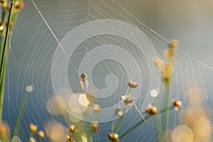 Morning drops of dew in a spider web.