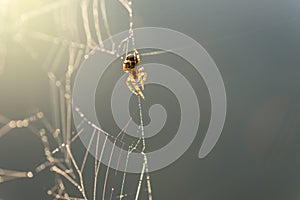 Morning drops of dew in a spider web