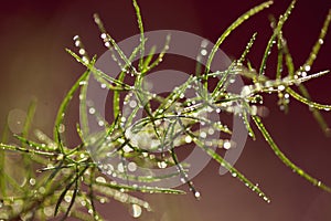 Morning drops on green plants, macro