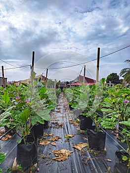 Morning at eggplant Fertigation photo