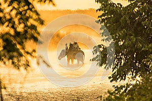 Morning elephant ride at jim Corbett National park photo