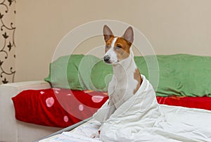 Morning episode in bedroom of basenji dog