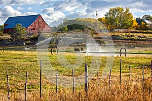 Morning on the Farm