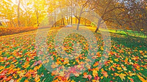 Morning field lawn in autumn park. Orange red maple dry leaves on ground grass. Yellow forest tree landscape. Fall seaso
