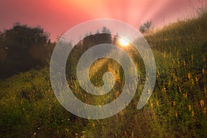 Morning field sunrise, the concept of World Environment Day. Sunrise in a spring field with green grass