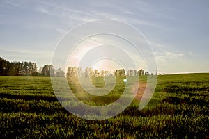 Morning in the field under the bright sun