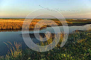 Morning flight over the marsh ...