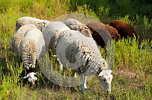 In the morning a flock of sheep out of corral for the cattle in the pasture.