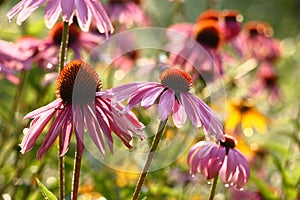 Morning flower bed with a echinacea. Flowers.