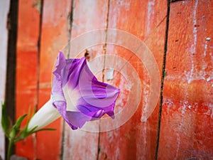 Morning flower blossoming after the rain