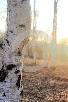 Morning fog in the birch grove among the trees in the sun