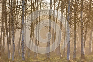 Morning fog in the birch tree woods