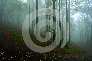 Morning with fog. Cold misty foggy morning in a fall valley of Bohemian Switzerland park. Hills with fog, landscape of Czech Repub