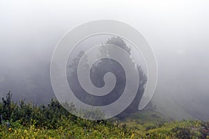 Morning fog in the coniferous forest. Siberia. Landscape.