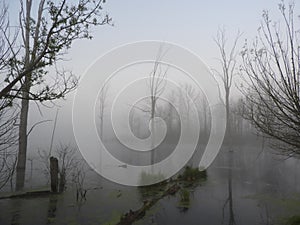 Morning fog covers swamp created by beaver