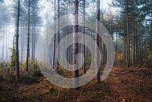 Morning fog in the deep dark forest. Foggy trees in the forest, Hungary