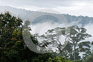 Morning fog in dense tropical rainforest