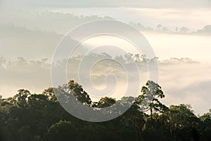 Morning fog in dense tropical rainforest