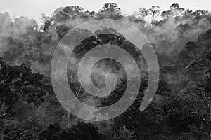 Morning fog in dense tropical rainforest in black and white style, Misty forest landscape