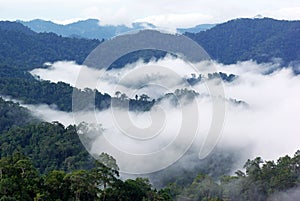 Morning fog in dense tropical rainforest, kaeng krachan, thailand