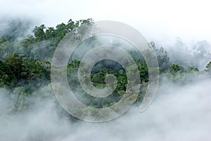 Morning fog in dense tropical rainforest, kaeng krachan, thailand