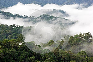 Morning fog in dense tropical rainforest, kaeng krachan, thailand