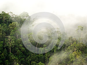 Morning fog in dense tropical rainforest, kaeng krachan, thailand