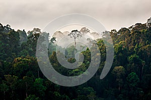 Morning fog in dense tropical rainforest, kaeng krachan, thailand