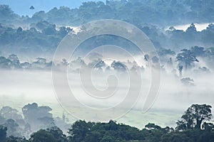 Morning fog in dense tropical rainforest at Khao Yai national park