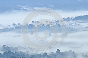 Morning fog in dense tropical rainforest at Khao Yai national park