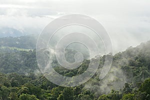 Morning fog in dense tropical rainforest at Khao Yai national park, Thailand